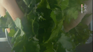 【面皮】1.鍋中水開時，放挑揀好的艾草和一撮小蘇打，第一遍煮開后倒掉，重新加水大火煮開后，小火煮1小時。煮爛的艾草用紗布瀝干。